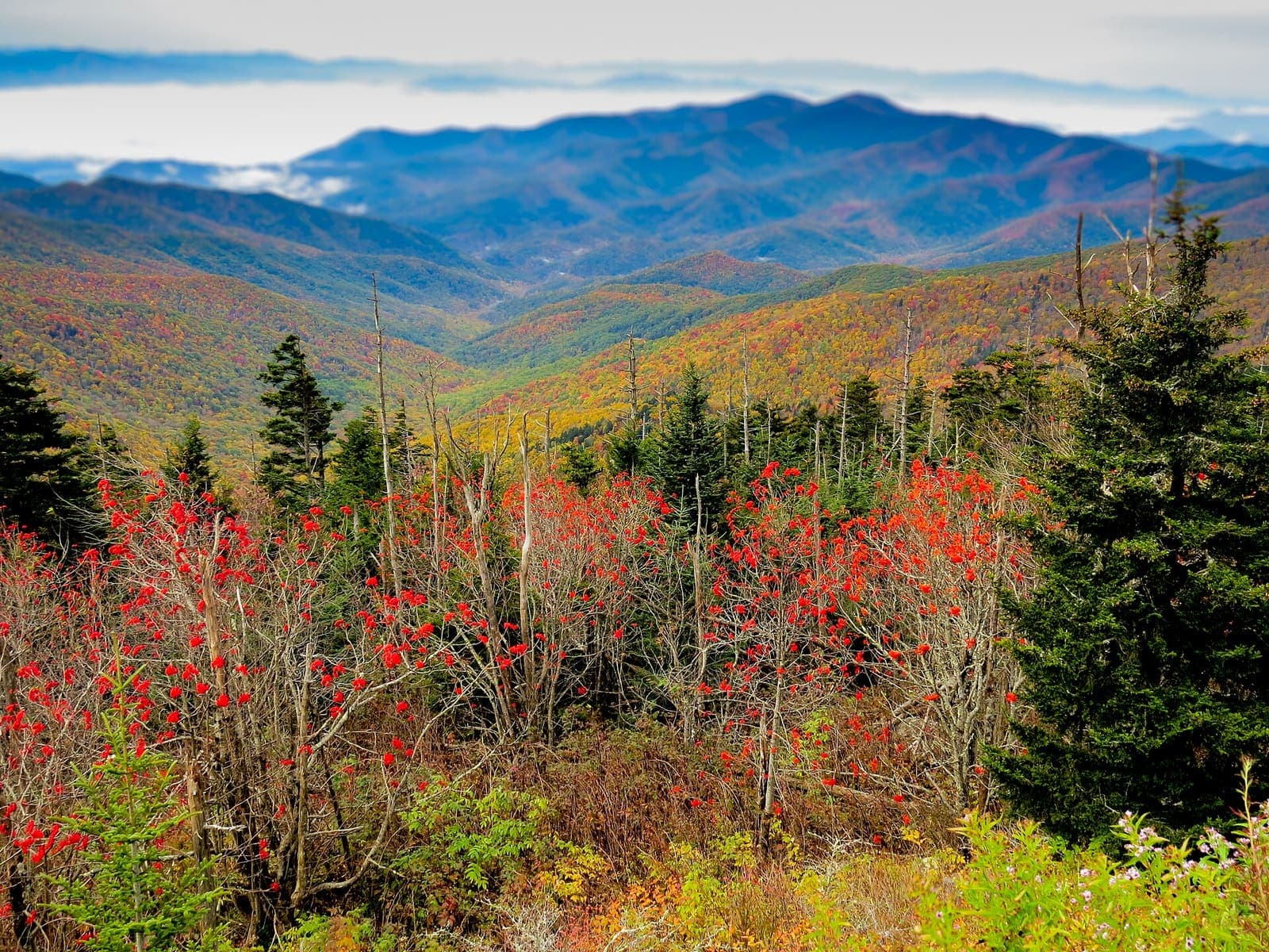 Fall color below Kuwohi (Clingmans Dome), with cloud in the valleys
